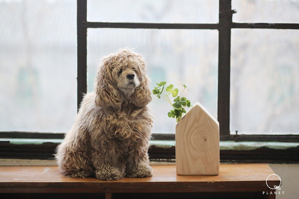 日子好货|住在“Qplanet”的小宠物