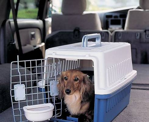 狗狗航空托运需要哪些手续,狗狗国内托运飞机办理流程