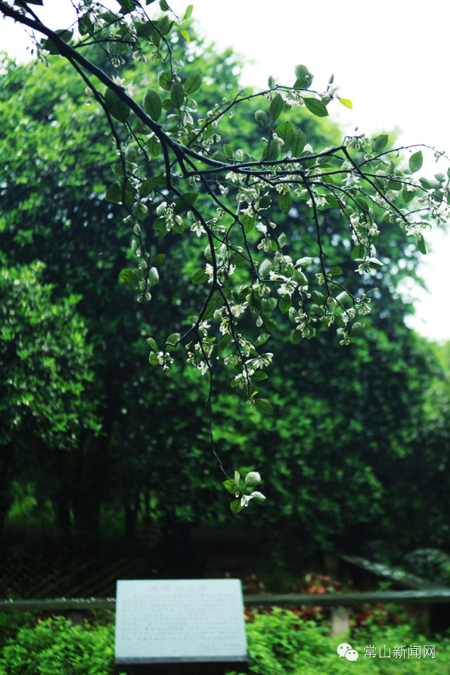 诗画常山·青石篇青石：在时空交错中赏石品柚