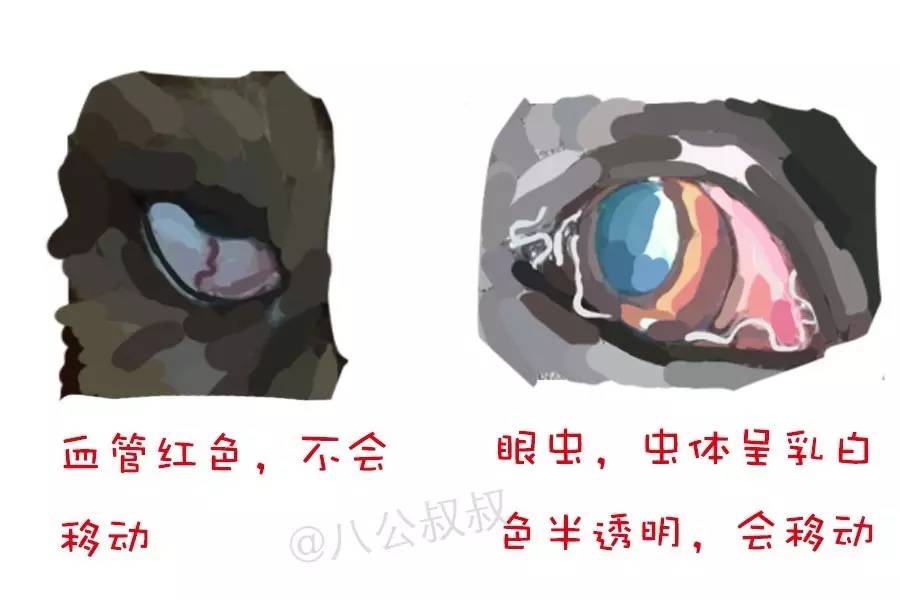 狗狗眼睛里怎么预防长虫,狗狗眼睛上有很多蜱虫