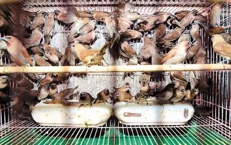 一些人其实是放生实则是杀生,放生又杀生有什么罪过