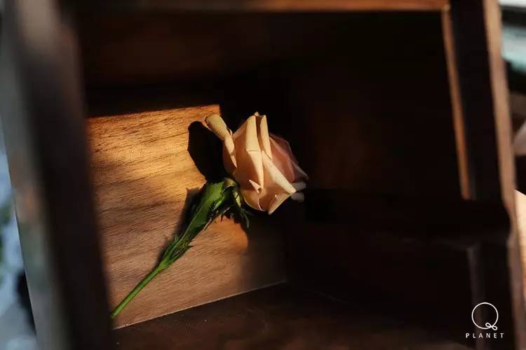 日子好货|住在“Qplanet”的小宠物