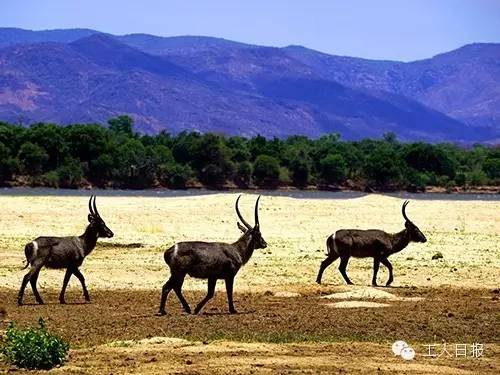特稿|在非洲反盗猎是怎样的一种体验?