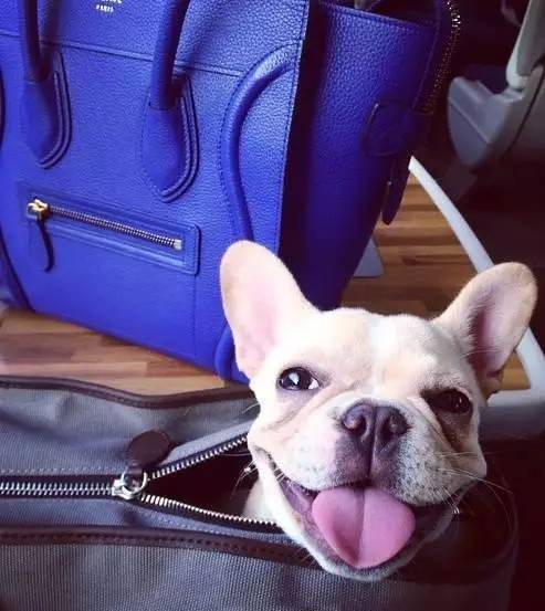 这位美貌多金的小公举，集齐了女神所有的气场！