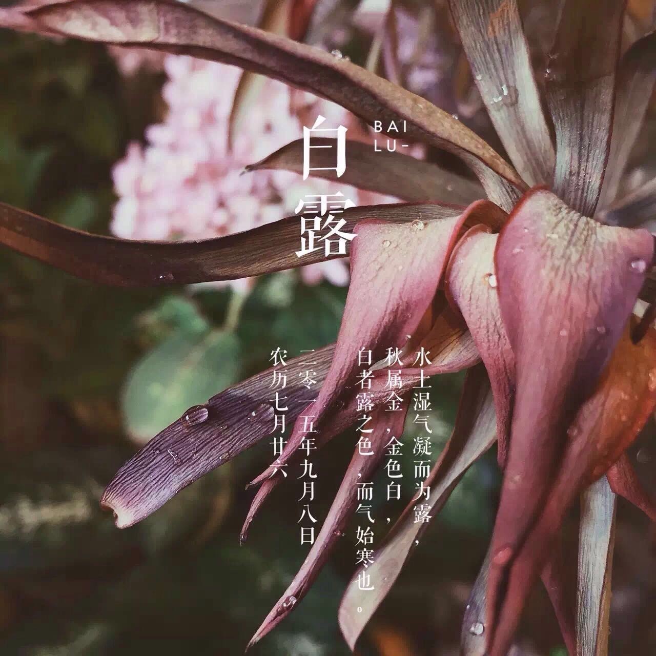 她把眼前的寻常，变成了诗和远方