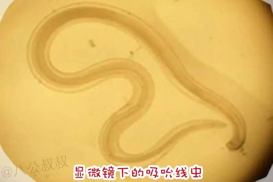 狗狗眼睛里怎么预防长虫,狗狗眼睛上有很多蜱虫