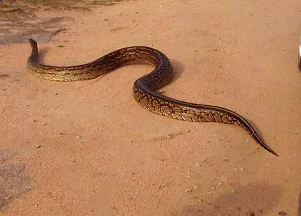 一些人其实是放生实则是杀生,放生又杀生有什么罪过