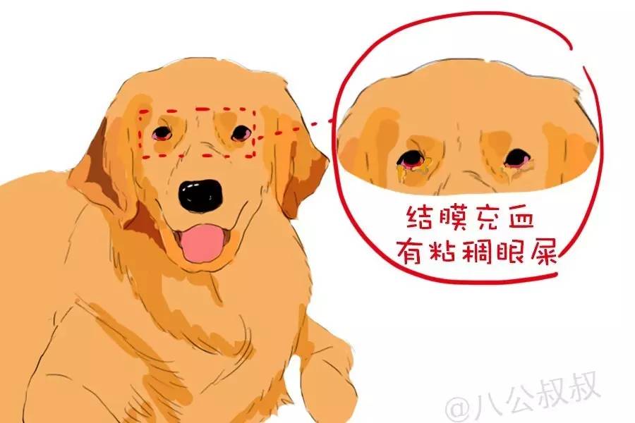 狗狗眼睛里怎么预防长虫,狗狗眼睛上有很多蜱虫