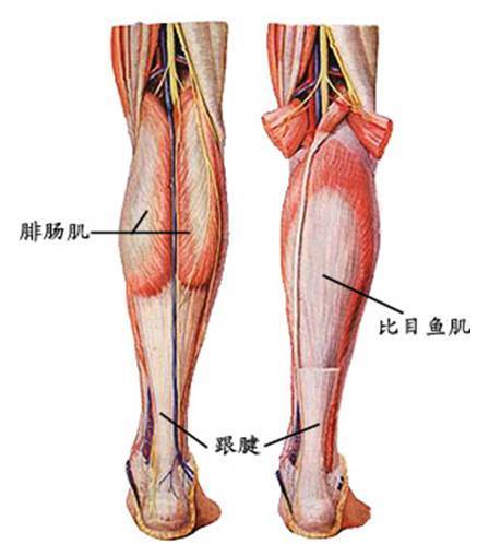 女生的小腿肌肉怎么消除,怎么减肌肉型小腿女生