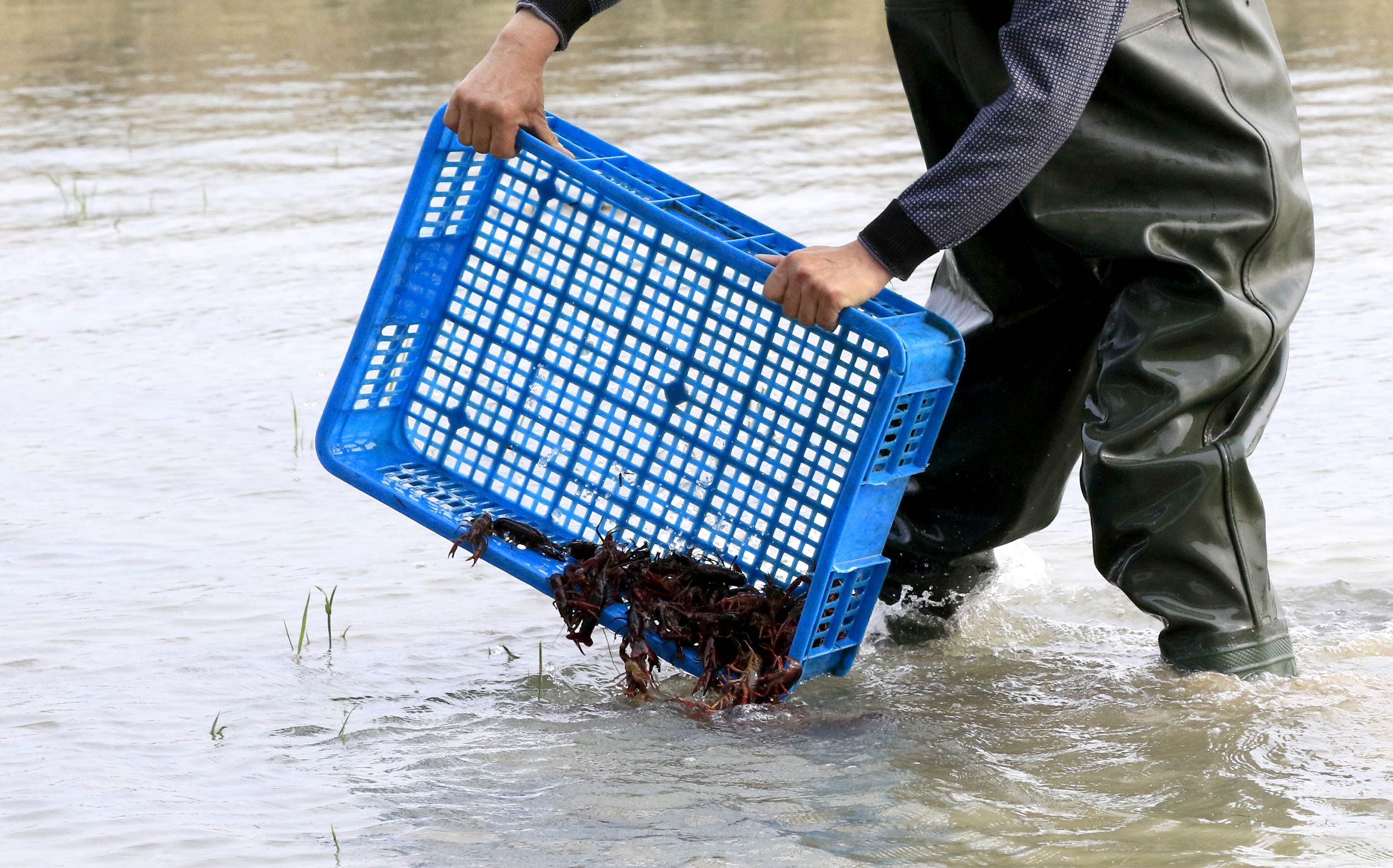 一亩小龙虾能产多少斤,一亩小龙虾产量一般多少斤