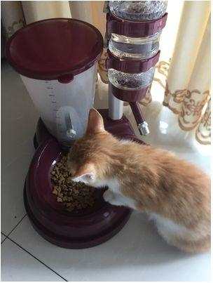 过年带猫回家注意事项,过年带猫回家怎么防止它不乱跑