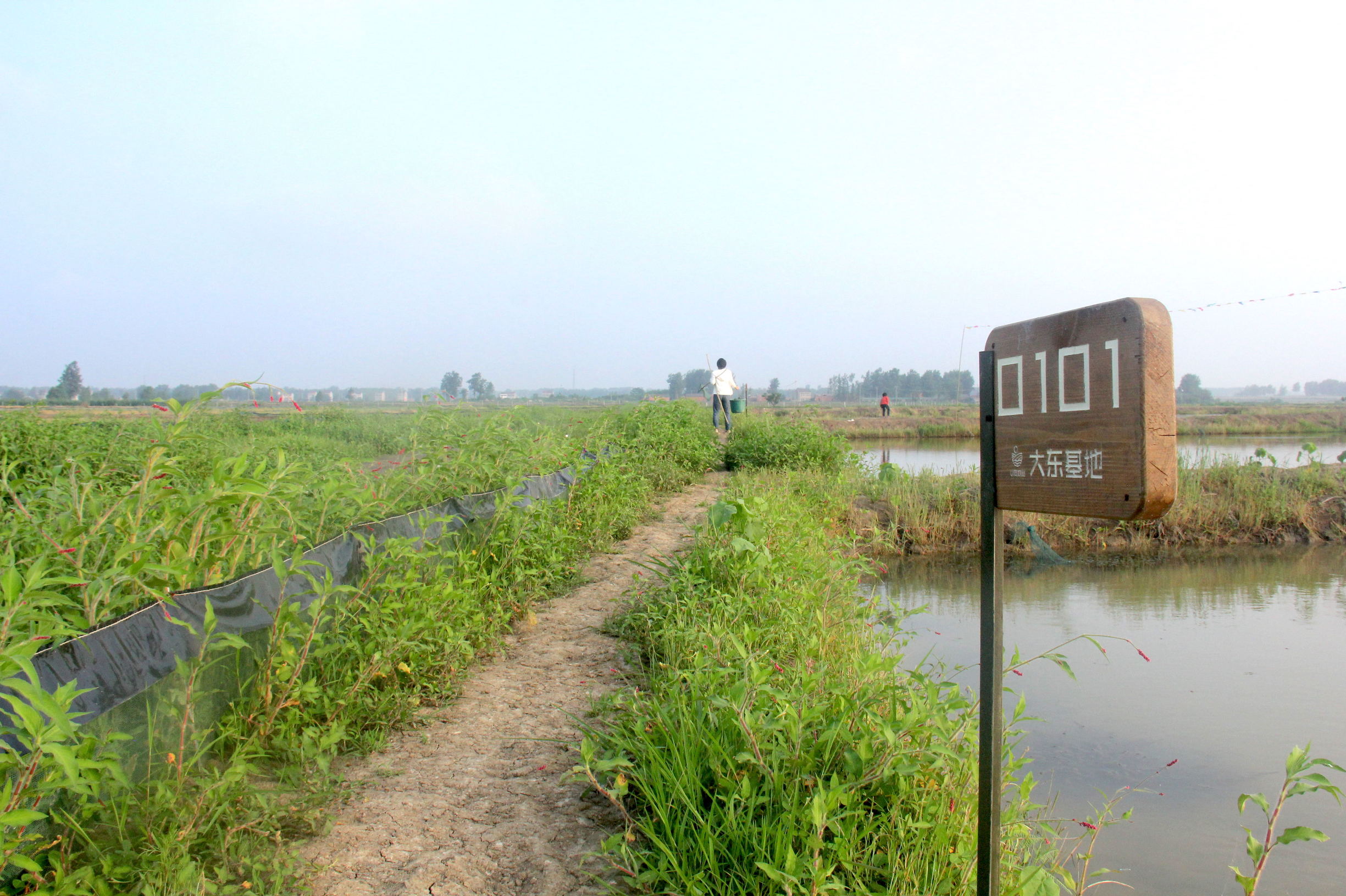 基本农田可以挖环沟养小龙虾吗,永久性基本农田可养殖小龙虾吗