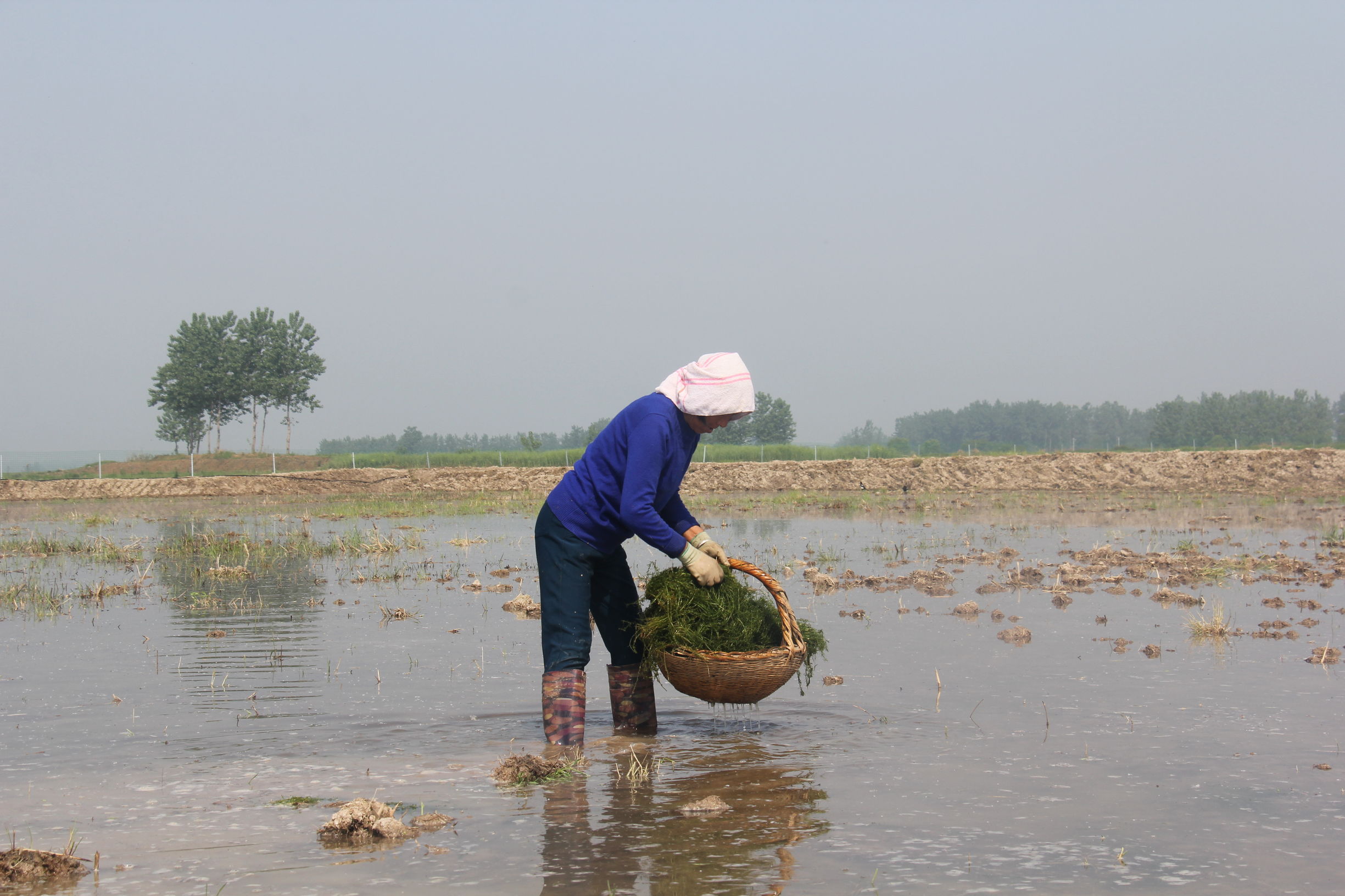 龙虾怎么样养殖视频,波士顿龙虾养殖方法和注意事项