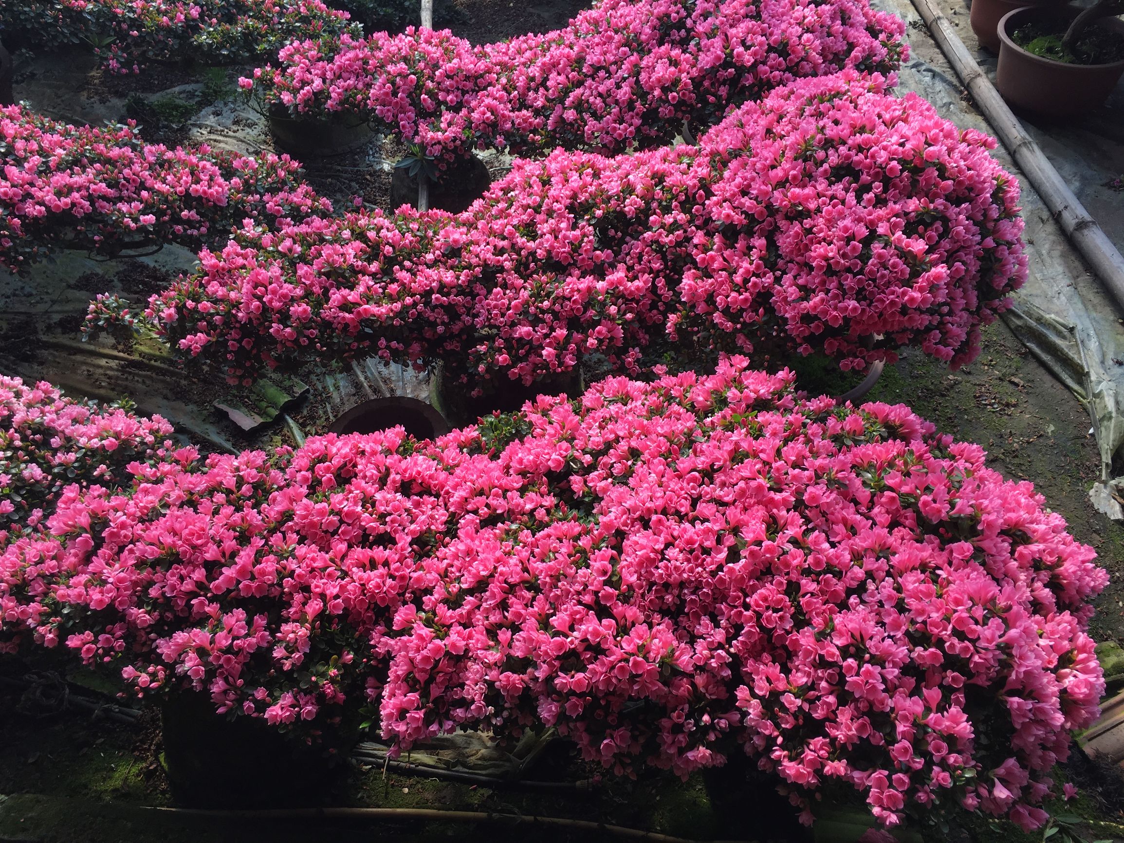 冬天室外植物怎么养,北方冬天室外植物怎么过冬