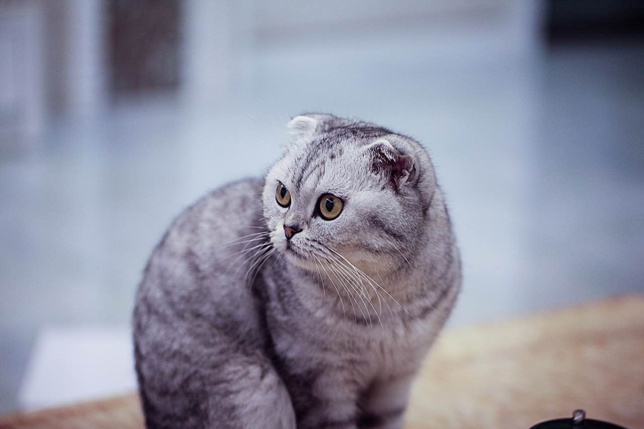 过年带猫回家注意事项,过年带猫回家怎么防止它不乱跑