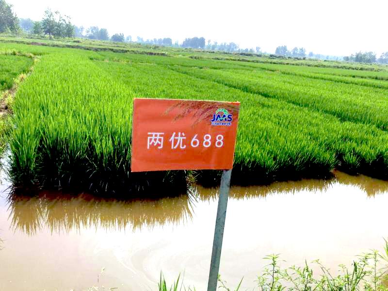 小龙虾养殖方法肥水,小龙虾精养第二茬操作方法