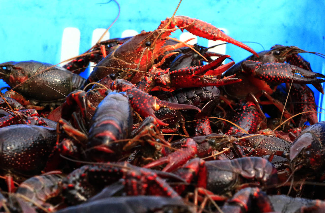 基本农田可以挖环沟养小龙虾吗,永久性基本农田可养殖小龙虾吗