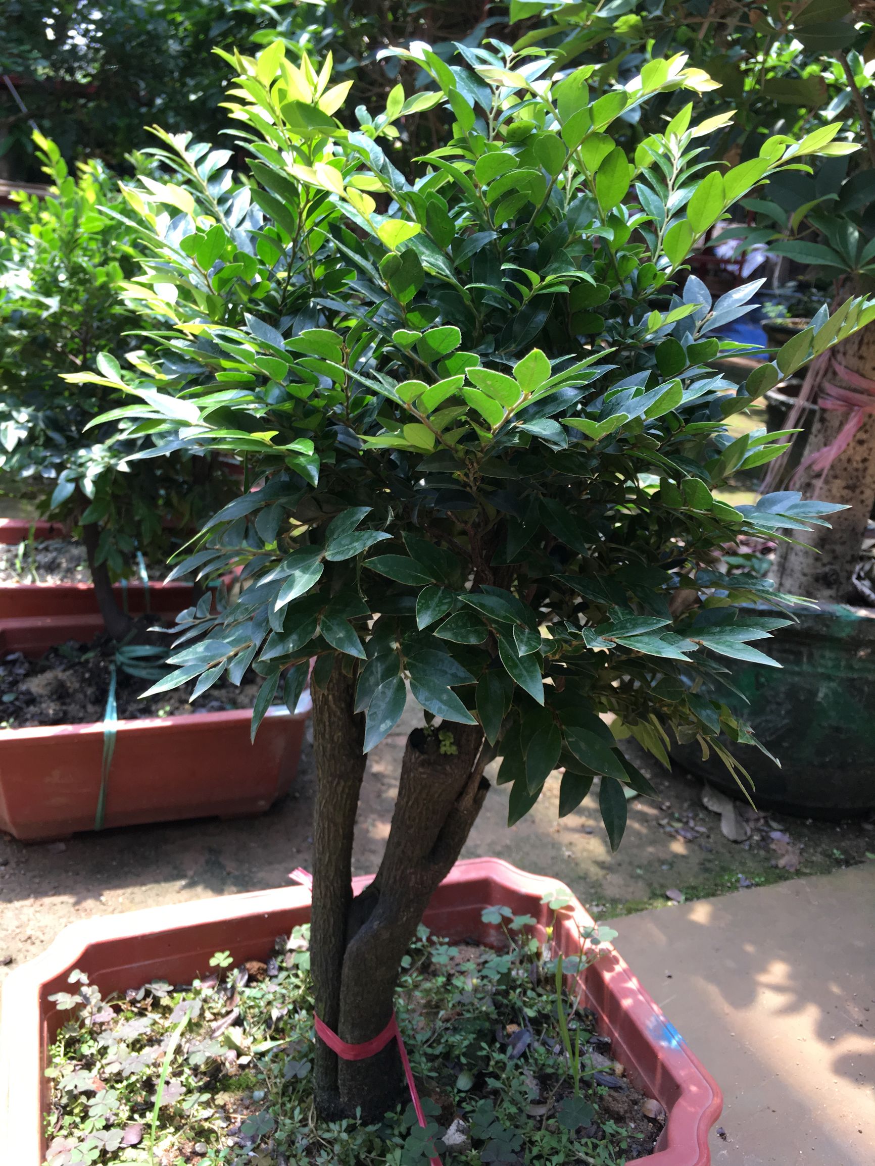 冬天室外植物怎么养,北方冬天室外植物怎么过冬