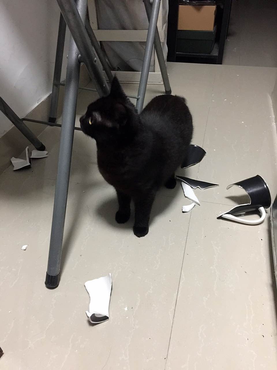 小猫调皮怎么调教,怎么调教调皮的猫猫