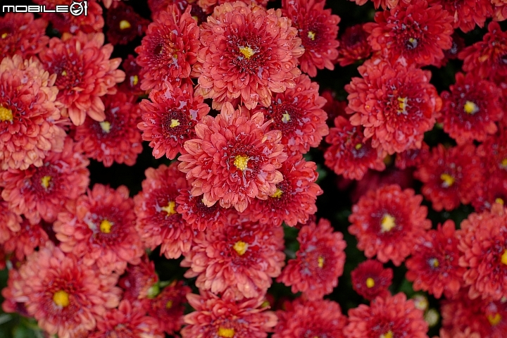 徕卡cl深度测评,徕卡leicac-11295