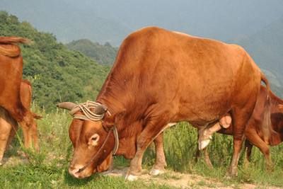 绵阳特产送人便于携带,绵阳在哪儿买特产比较正宗