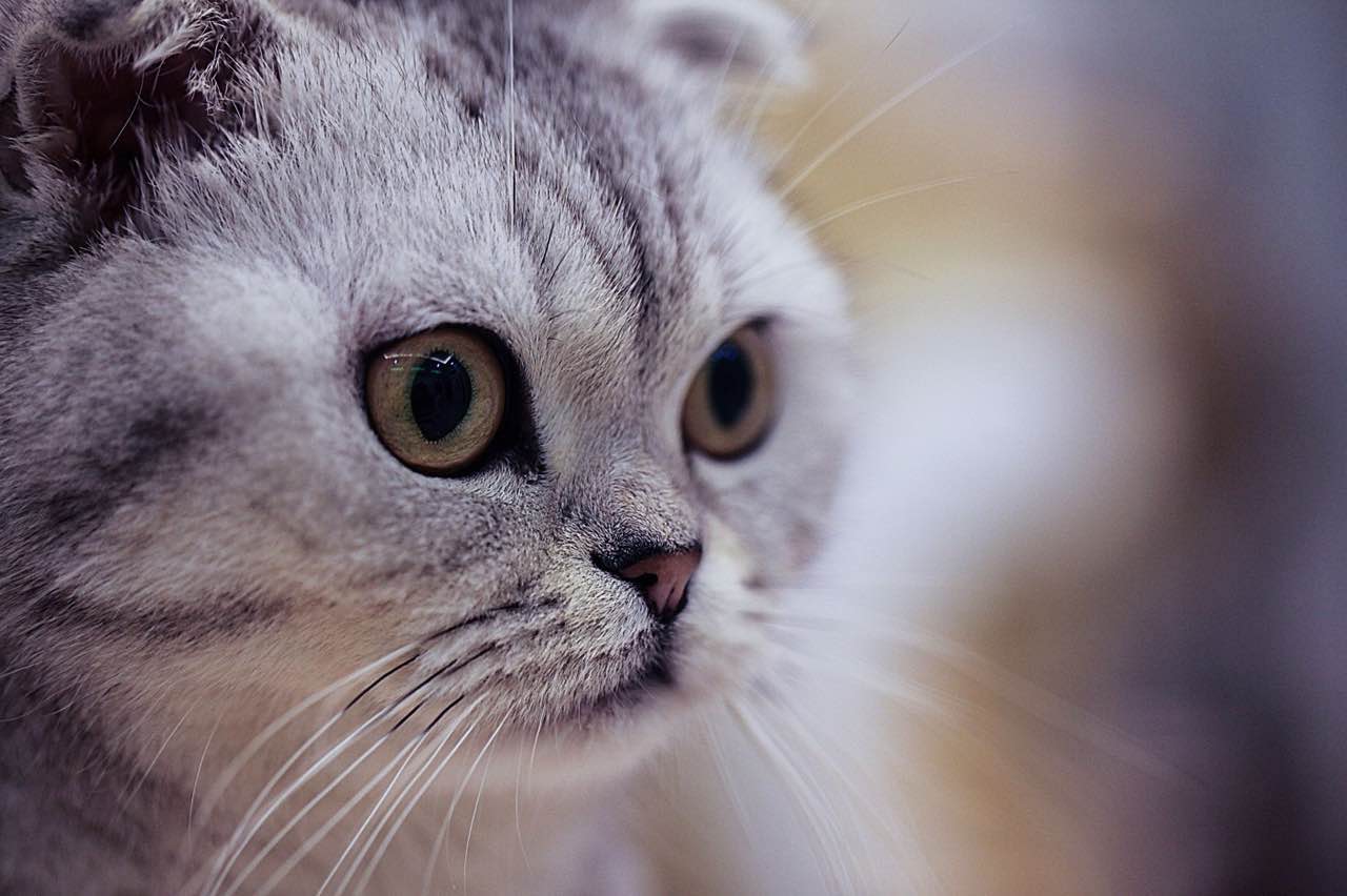 过年带猫回家注意事项,过年带猫回家怎么防止它不乱跑