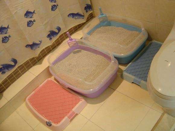 过年带猫回家注意事项,过年带猫回家怎么防止它不乱跑