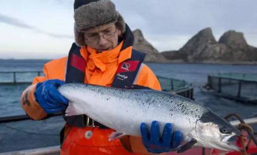 有多少人没吃过三文鱼,你还在吃三文鱼吗