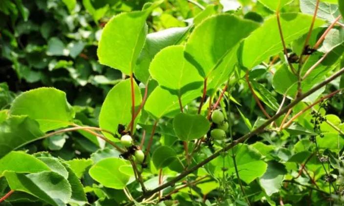 红心猕猴桃为什么好吃,红心猕猴桃贵吗能吃吗