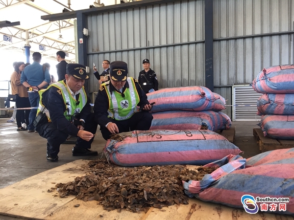 20年南宁海关查获穿山甲的新闻,近期海关查获最大穿山甲走私案