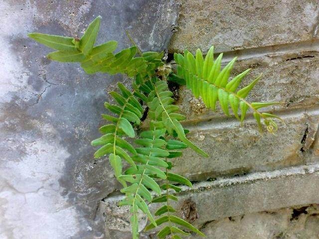 农村野草像蜈蚣,长得像蜈蚣的野草