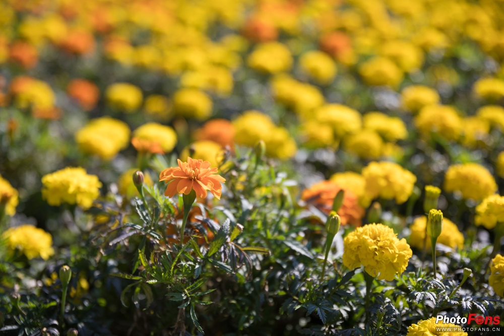 带上马儿去旅游,带着马去旅游的车