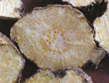 中药中的苍术,中药苍术配方大全