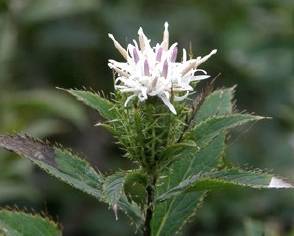 中药中的苍术,中药苍术配方大全