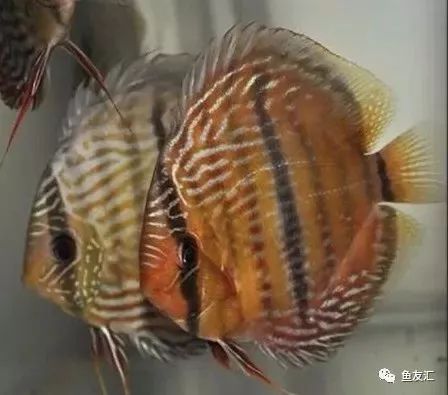 野菜分类,野彩和家彩的饲养区别