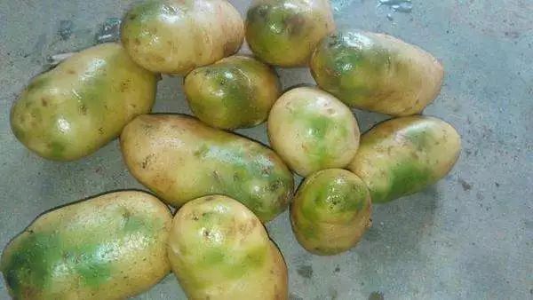 出芽发青土豆怎么处理,土豆怎么放才不生芽发青