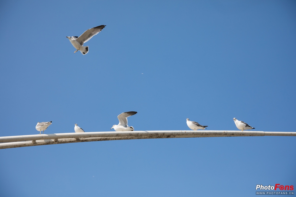 带上马儿去旅游,带着马去旅游的车