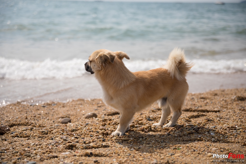 带上马儿去旅游,带着马去旅游的车
