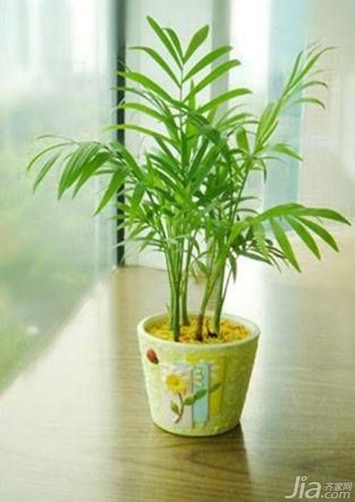 带香味适合家庭养殖的花卉有哪些,家庭盆景花卉好养殖室内