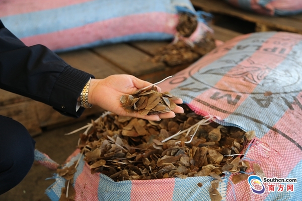 20年南宁海关查获穿山甲的新闻,近期海关查获最大穿山甲走私案