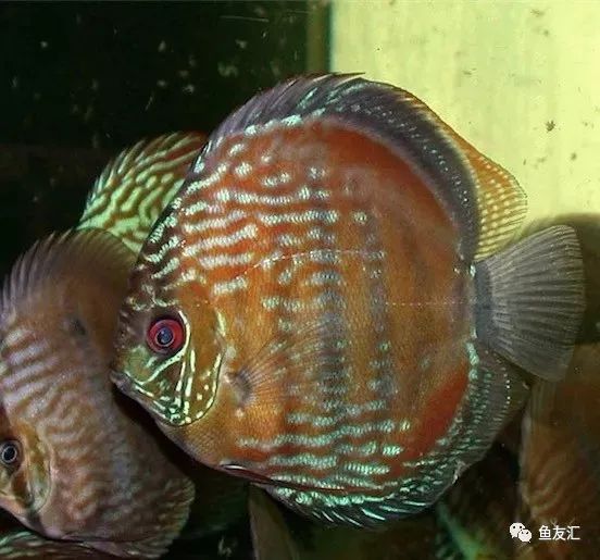 野菜分类,野彩和家彩的饲养区别