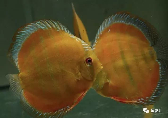 野菜分类,野彩和家彩的饲养区别