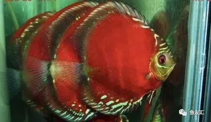 野菜分类,野彩和家彩的饲养区别