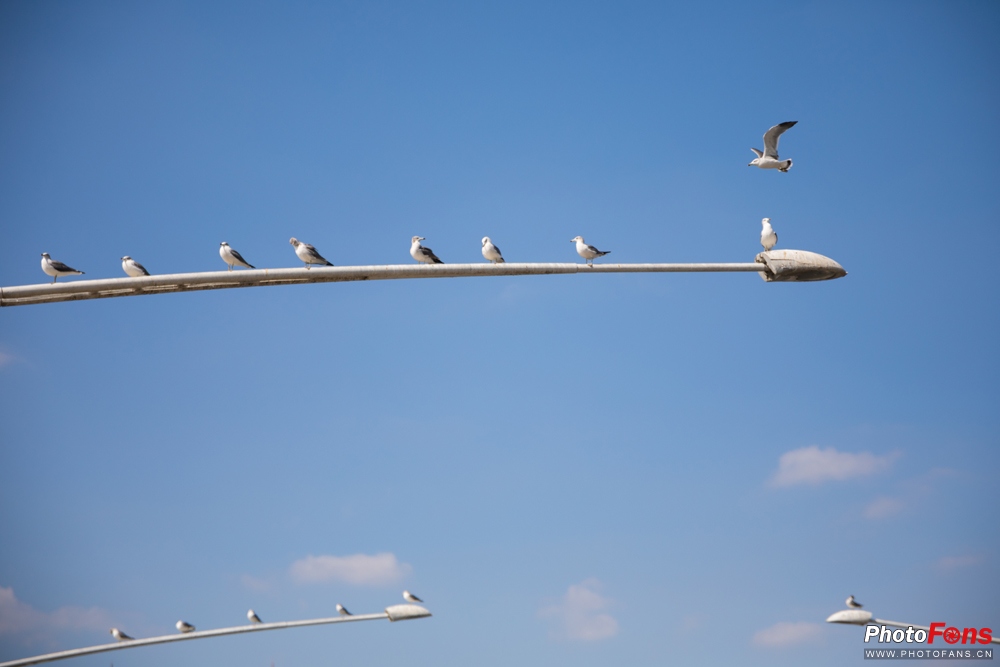 带上马儿去旅游,带着马去旅游的车