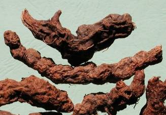 中药中的苍术,中药苍术配方大全