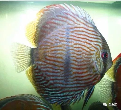 野菜分类,野彩和家彩的饲养区别