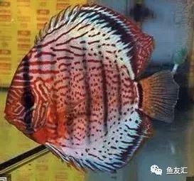 野菜分类,野彩和家彩的饲养区别