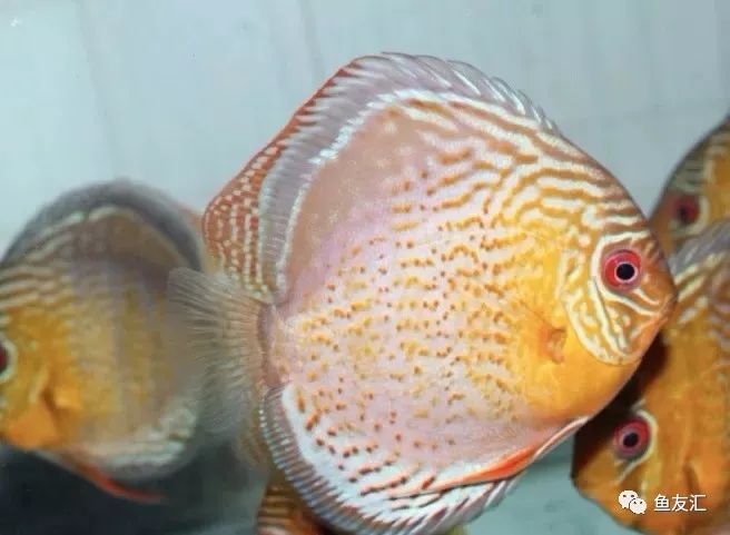 野菜分类,野彩和家彩的饲养区别