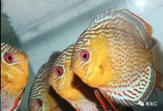 野菜分类,野彩和家彩的饲养区别