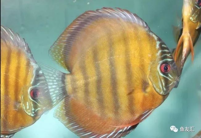 野菜分类,野彩和家彩的饲养区别